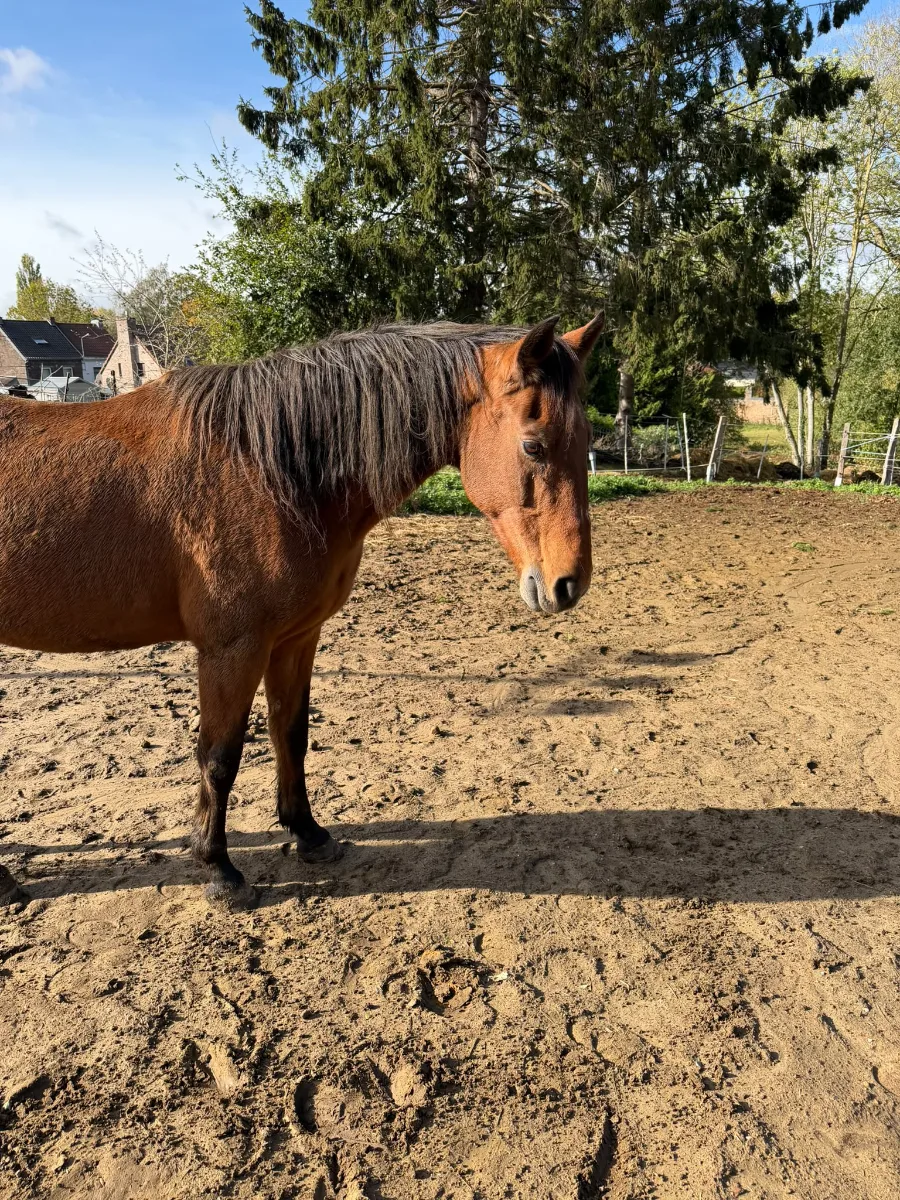 Twister, cheval de CentreWouah