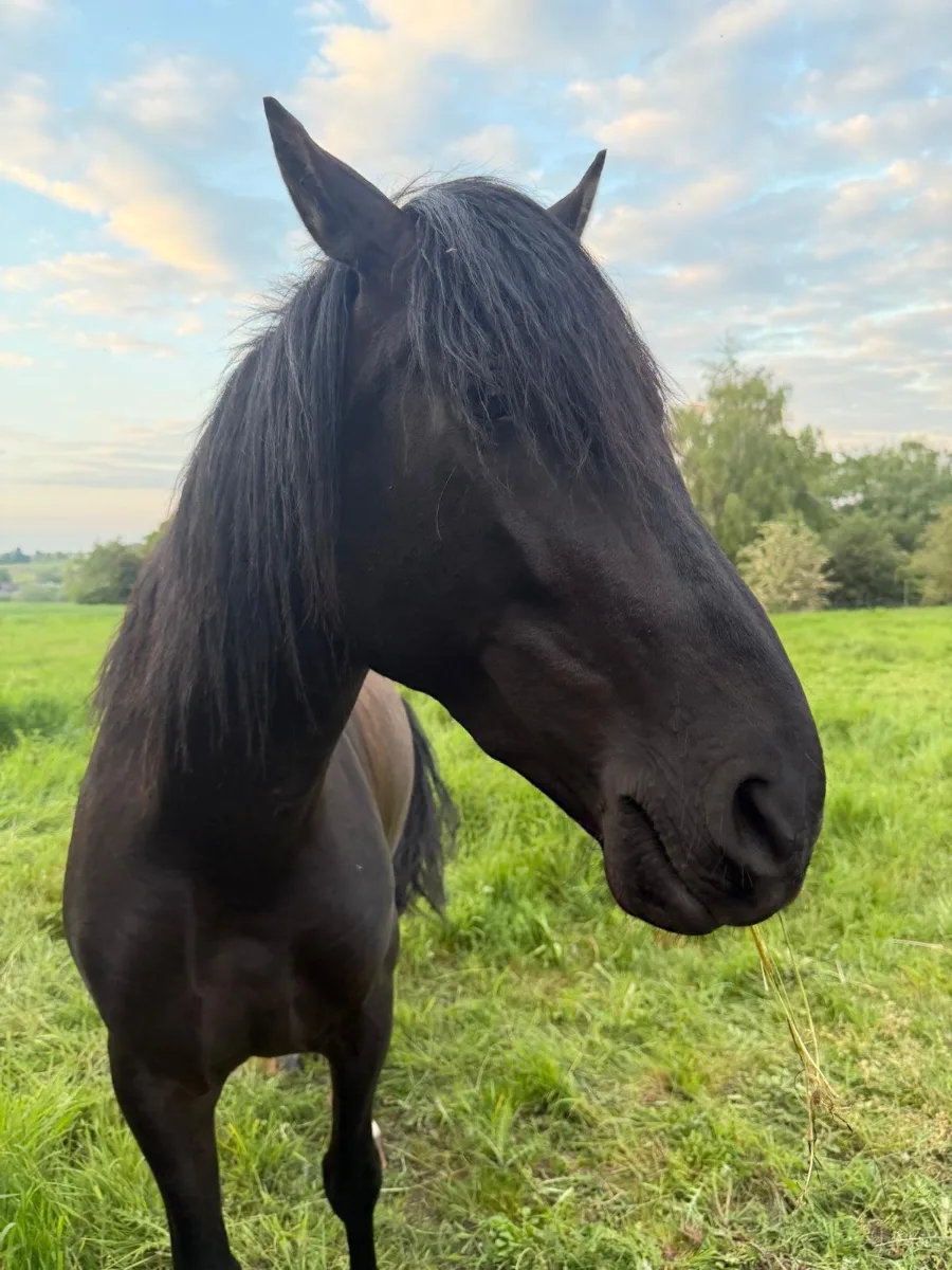 Tiago, cheval de CentreWouah
