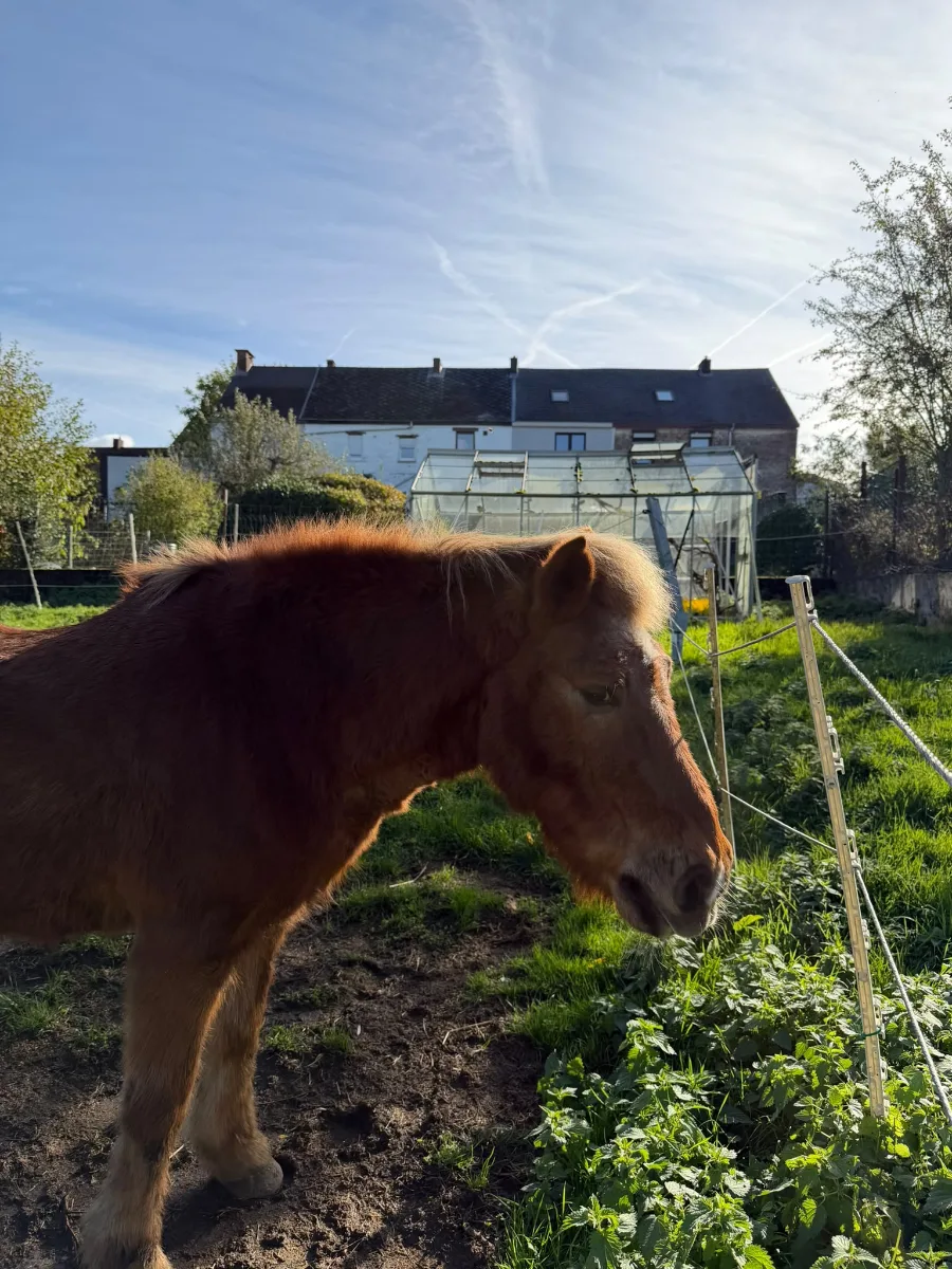 Flippy, cheval de CentreWouah